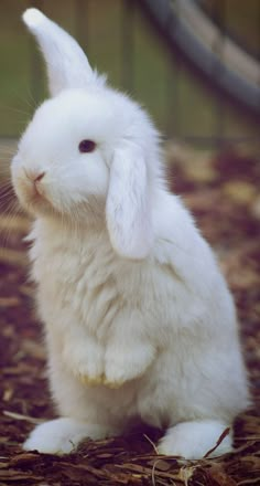 a white rabbit sitting on the ground