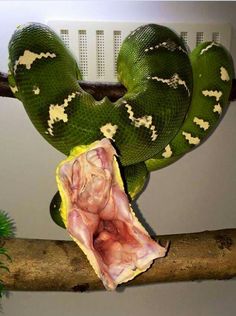 a large green snake on top of a tree branch with meat in it's mouth