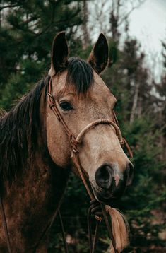 a close up of a horse with trees in the background