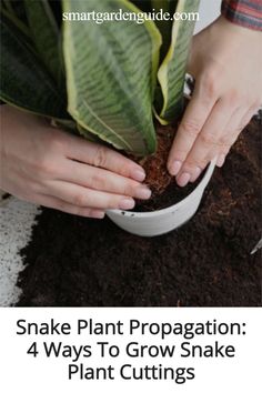 4 simple ways to propagate snake plants. Houseplant propagation made easy. Houseplant Propagation, Variegated Snake Plant, Snake Plant Propagation, Plants From Cuttings, Snake Plant Care, Mealy Bugs, Plant Benefits, Snake Plants