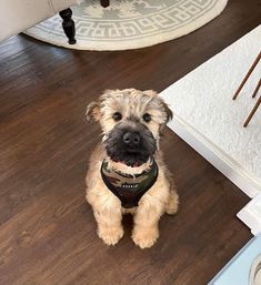 a small dog sitting on top of a hard wood floor next to a white rug