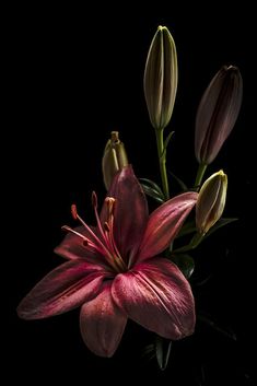 a bouquet of flowers is photographed against a black background in this image, it appears to be blooming