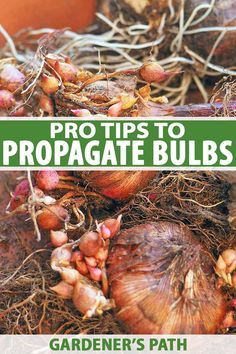 an image of propagate bulbs growing in the garden with text overlay that reads pro tips to propagate bulbs gardener's path