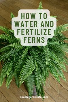 How to water and fertilize ferns by simplegardenlife.com Fern Care Indoor, Indoor Fern Plants, Fern Planters, Water Ferns, Fern Care, Hanging Ferns, Indoor Ferns, Fern Plants, Potted Ferns