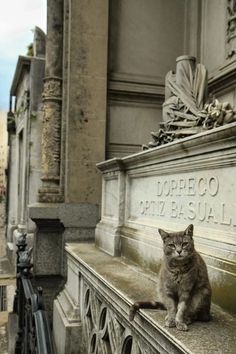 a cat sitting on top of a bench next to a statue