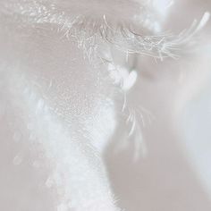 a close up view of the inside of an animal's eye with water drops on it