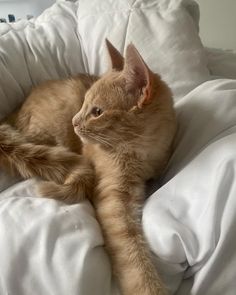 an orange cat laying on top of a white bed