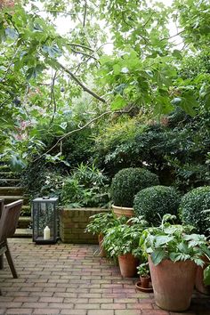 there are many potted plants on the patio