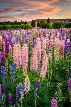 a field full of purple and pink flowers under a cloudy sky