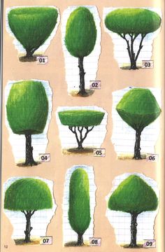 an image of different types of trees