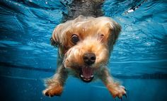 a dog swimming in the water with its mouth open