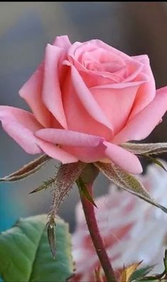 a pink rose is blooming in the garden