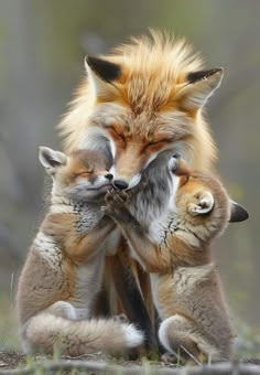 two foxes playing with each other in the grass