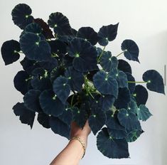 a plant with green leaves in someone's hand