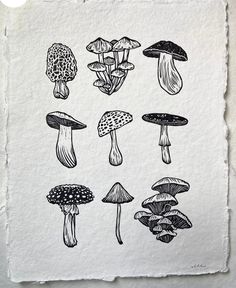 an ink drawing of different types of mushrooms