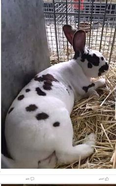 a small white and black dog laying on top of hay next to a metal fence