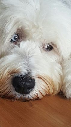 a white dog laying on top of a wooden floor