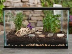 a glass case with plants and rocks in it