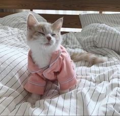 an orange and white cat wearing a pink shirt on top of a bed with striped sheets