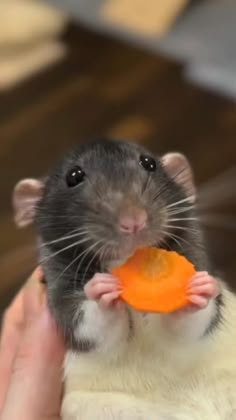 a hamster eating an orange in its human's hand