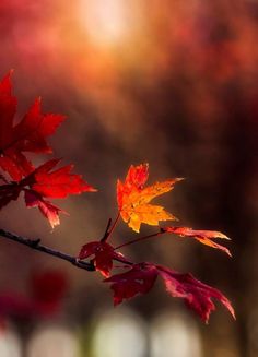 red and yellow leaves on a branch with blurry background