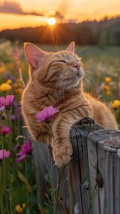 an orange cat laying on top of a wooden fence next to pink and yellow flowers