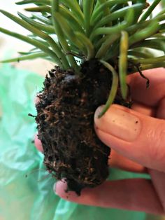 a person holding a small plant in their hand