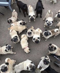 a group of pug dogs standing in a circle