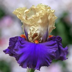 a close up of a purple and yellow flower