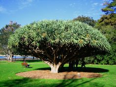 a large tree in the middle of a park