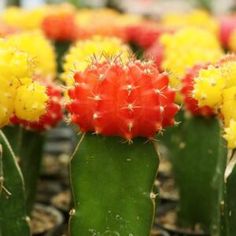 many different colored cactus plants in a garden area with yellow and red flowers on them