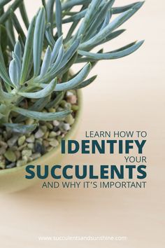 a potted plant with the words learn how to identify your succulents and why it's important