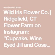 wild iris flower co i ridgefield, ct flower farm on instagram cupcake, wine eyed jill and close