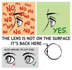 the eyes are not on the surface it's back here also applies to cat eyes