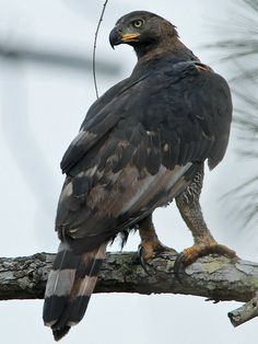 a large bird perched on top of a tree branch