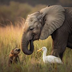 Elephant Pictures: Breathtaking Nature Calendars Breathtaking Nature, Stunning Nature, Animals Friendship, Super Cute Animals, Cute Elephant, Cute Animal Photos, African Animals, Cute Animal Pictures