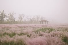 a gazebo in the middle of a foggy field with tall grass and trees