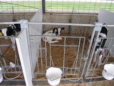 three cows are in their pen at the farm