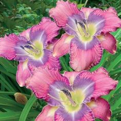 pink and purple flowers with green leaves in the background