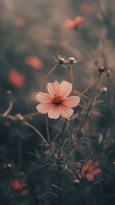 a pink flower in the middle of some grass