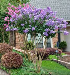 purple flowers are blooming in the front yard