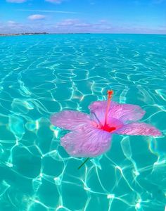 a pink flower floating on top of the ocean next to a sandy beach under a blue sky