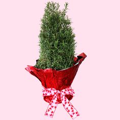 rosemary topiary in decorative foil for valentines day Rosemary Topiary, Rosemary Plants, Rosemary Plant, Topiary Plants, Zone 7, Bright Sunshine, Blue Plants, Topiary Trees, Perennial Herbs