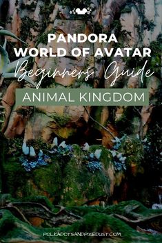 an animal kingdom with text overlay that reads, pandara world of avatar beginner's guide animal kingdom