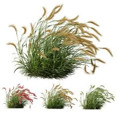 the grass is blowing in the wind on a white background with red and green flowers