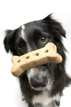 a black and white dog with a bone in its mouth