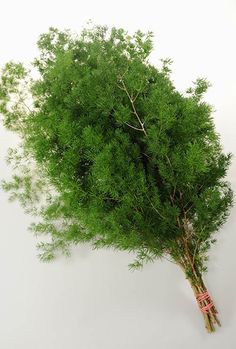 a bunch of green plants on a white background