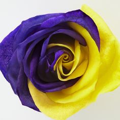 a purple and yellow rose with white background