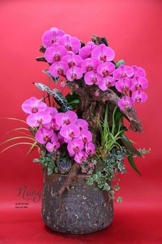 purple flowers in a pot on a red background