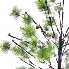 a pine tree with red and white ornaments on it's branches, against a white background